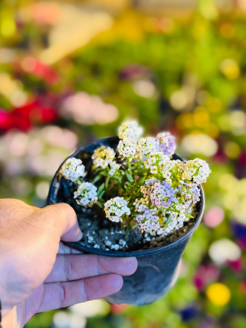 بمناسبة عيد الفطر المبارك تخفيض 10‎%‎ 🌙 كل عام و انتم بألف خير ❤️😍

 التخفيض يشمل جميع المنتجات داخل المشتل و تكون على القائمة🔥🔥 
🌿 نباتات ظلية داخلية
🌳 نباتات خارجية
🌸 زهور متنوعة
🪴 سنادين ودوارق
🌱 أسمدة وبيتموس
 وجميع مستلزمات النباتات
📍 العنوان:الفلوجة – السوق العصري
 شارع ٤٠ – الفرع المقابل سنتر ملامح
📞 موبايل:***********
#مشتل#مشتل_سما_الربيع#نباتات#نباتات_ظلية#نباتات_منزلية⁩
