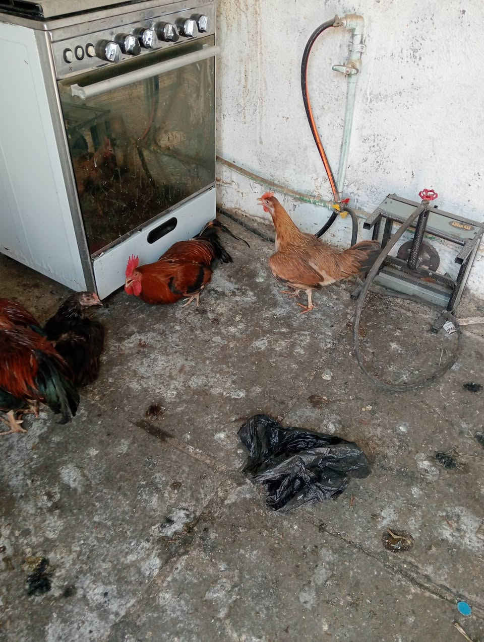 4دجاجات و2ديوجه دجاجات عرب وجداجةت كويتيات بياضات البيع


**إذا كنت صاحب هذا الإعلان وتريد حذفه لأي سبب، رجاءا أرسل رسالة إلى الدعم الفني**