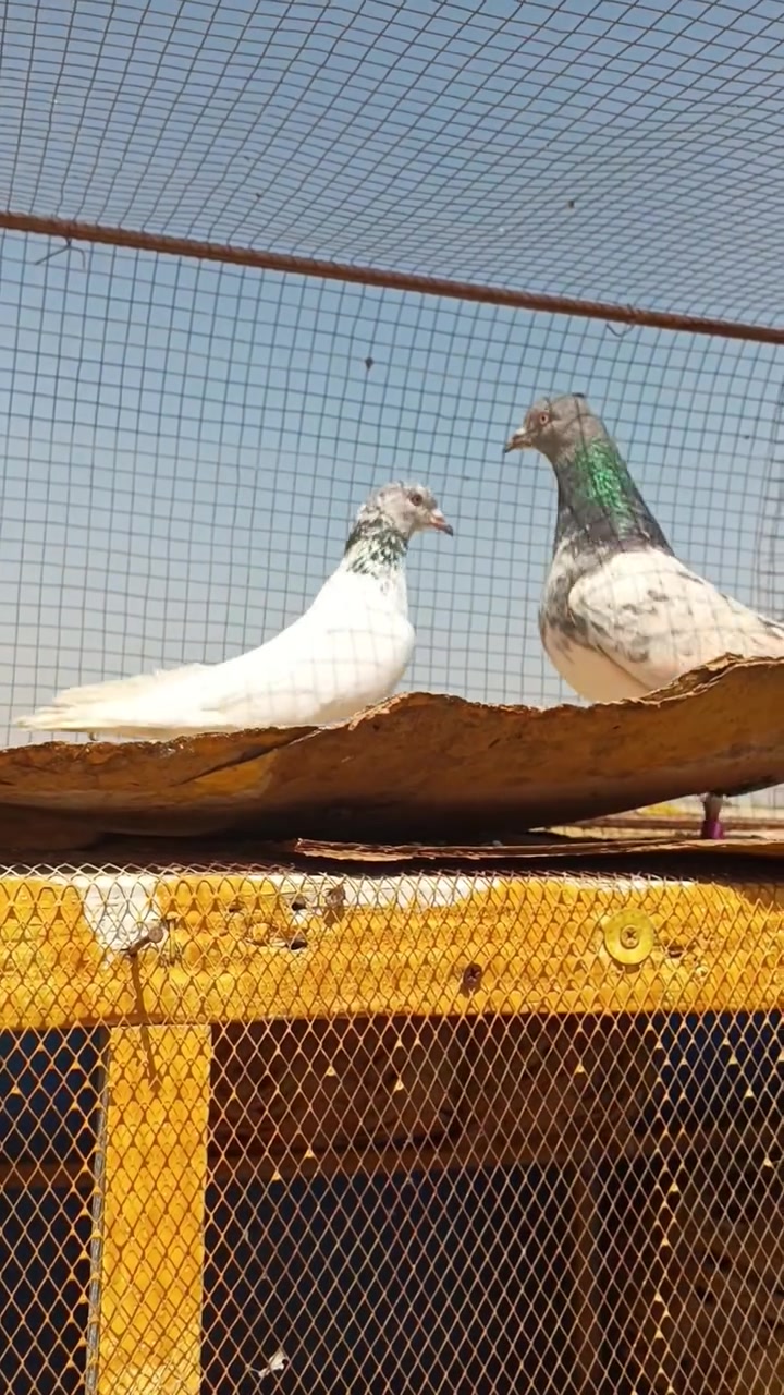السلام عليكم شباب متاح هذا الحمام عشره ازواج ابيعه شلع بيعه وحده الي يريده يراسلني خاص وبي خير ويدلل وهاي بس الطواير الفحل مامصورهن


**إذا كنت صاحب هذا الإعلان وتريد حذفه لأي سبب، رجاءا أرسل رسالة إلى الدعم الفني**