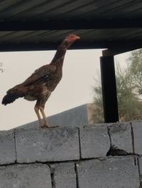هرات • نثايه • ٨+