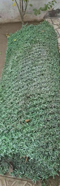 سياج للبيع ٥ أمتار ‏الشراي يتصل على الرقم ‪07735652405‬‏