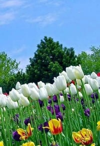 مشتمل • ١٢٥م • الشهداء بل١٩