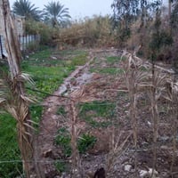 النصيفه • ١٠٠٠م • سند ٢٥