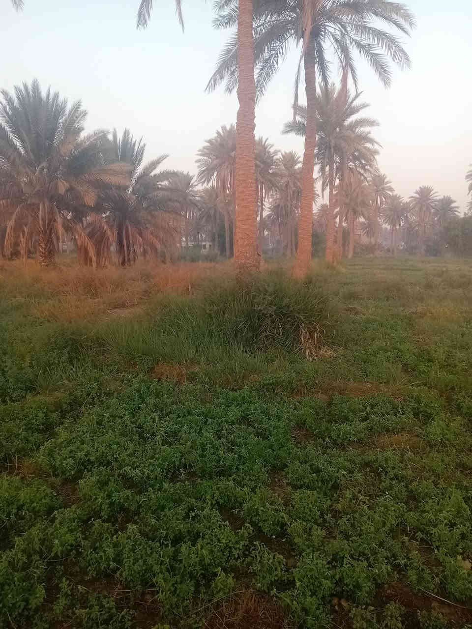 عرصات للبيع طابو بستان وحسب الطلب من ١٠٠ للحد ٥٠٠ متر وكافه الخدمات من ماء وكهرباء وشوارع تبليط موقع دوانيه بستان حيدر ابن حجي هندي حولي الخصيمه سارع بالحجز للاتصال علي الرقم ***********
