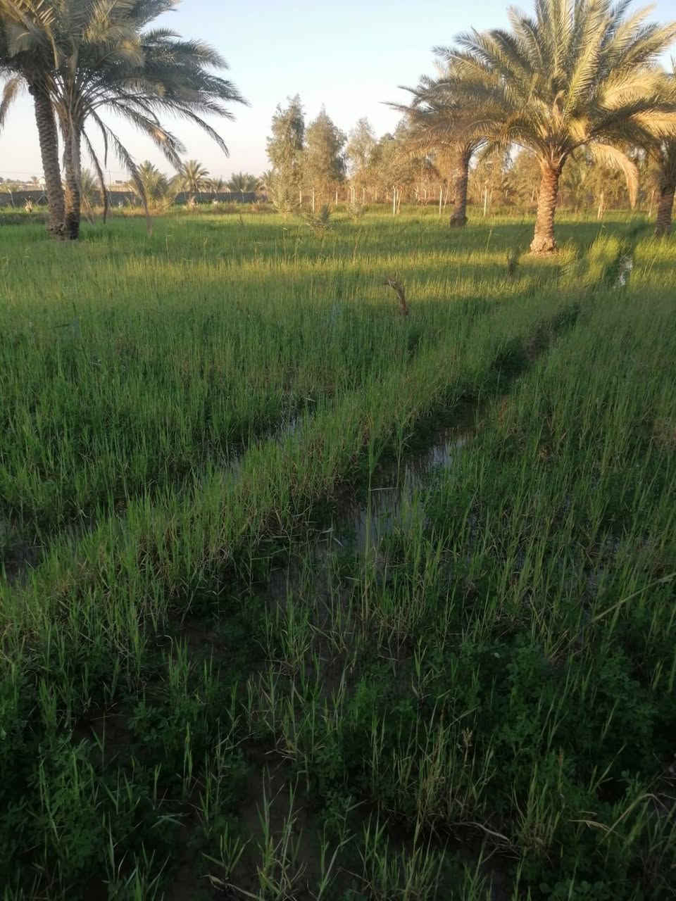 السلام عليكم أرض زراعيه للبيع يوجد في الأرض 40 نخله ويتوفر فيها ماء اساله وماء مشروع وكهرباء مساحه الارض دونمين عقد 117 واجهة خمسين متر + نزال ميه تبعد عن الشارع ميتين متر المكان كربلاء الامام عون طريق بغداد عامود 301 منطقة إم غراغر قرب مدرسه اعدادية البساط الأخضر والثقه الابتدائية للستفسار اتصل ‏‪***********‬‏أو. ‏‪***********‬‏
