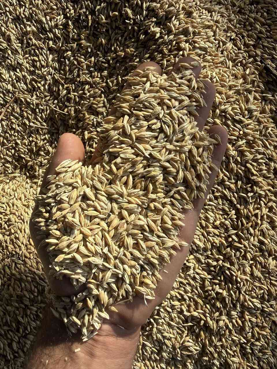 السلام عليكم ورحمه الله
متوفر شعير عراقي موصلي 

شعير بذور درجه اولى 

ابيض خالي من الشوائب 

متوفر فله او مكيس 

شعير يصلح بذور او اعلاف وخزن 

العنوان بابل الكفل مقابل جسر الكفل 

الاستفسار *********** محمد ضياء
