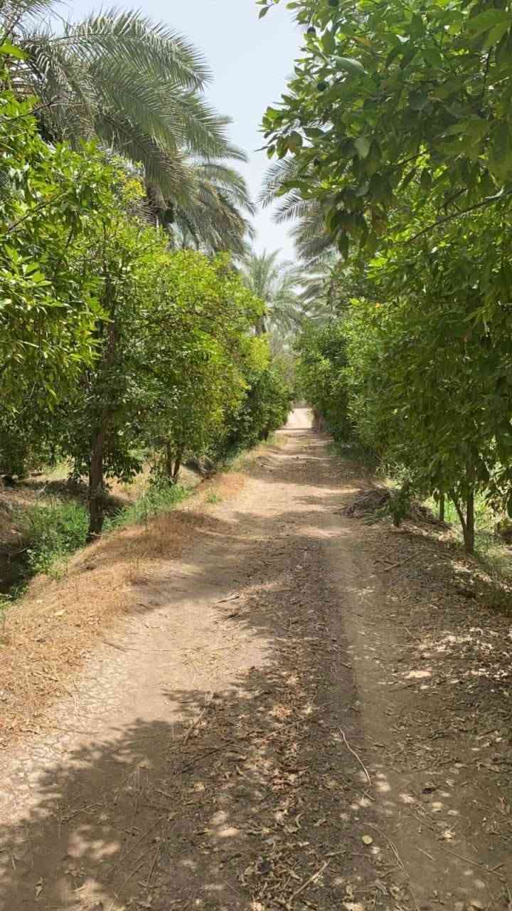 يالله
16 دونم للبيع بستان عينك وماتشوف حمضيات ونخيل منوع
صويره جوز شرقي
سند 25 تحويل ثاني يوم
بيه بيت خدماته كامله
مي سكي ومي رساله وكهرباء
وجه سده
البستان احله من صور
للاستفسار الاتصال على الرقم ***********
