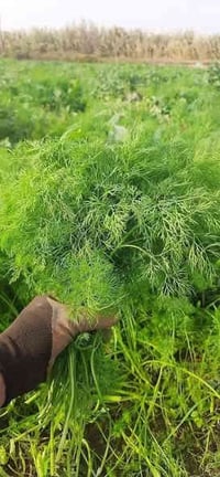 يتوفر  شبنت 5 باقات بألف   حلبة 5 باقات بالف  كمية محدودة اقل طلب ب٣٠٠...