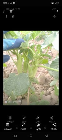 بذور • باميه • النمرود قرية الشروق