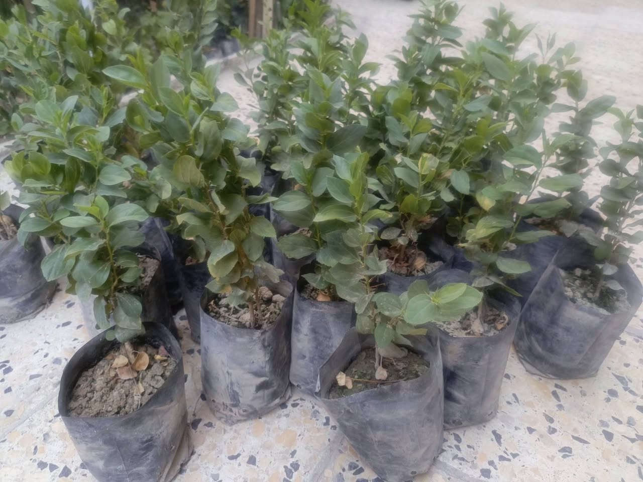 السلام عليكم سدر حشري للبيع زرع السنه سعر الشتله 1000 المكان الناصريه مركز يوجد توصيل داخل الناصريه
السلام عليكم
يوجد سدر حشري للبيع زرع السنه سعر الشتله 1000 المكان الناصريه مركز يوجد توصيل داخل الناصريه
*********** الطلب 50 شتله التوصيل مجاني
