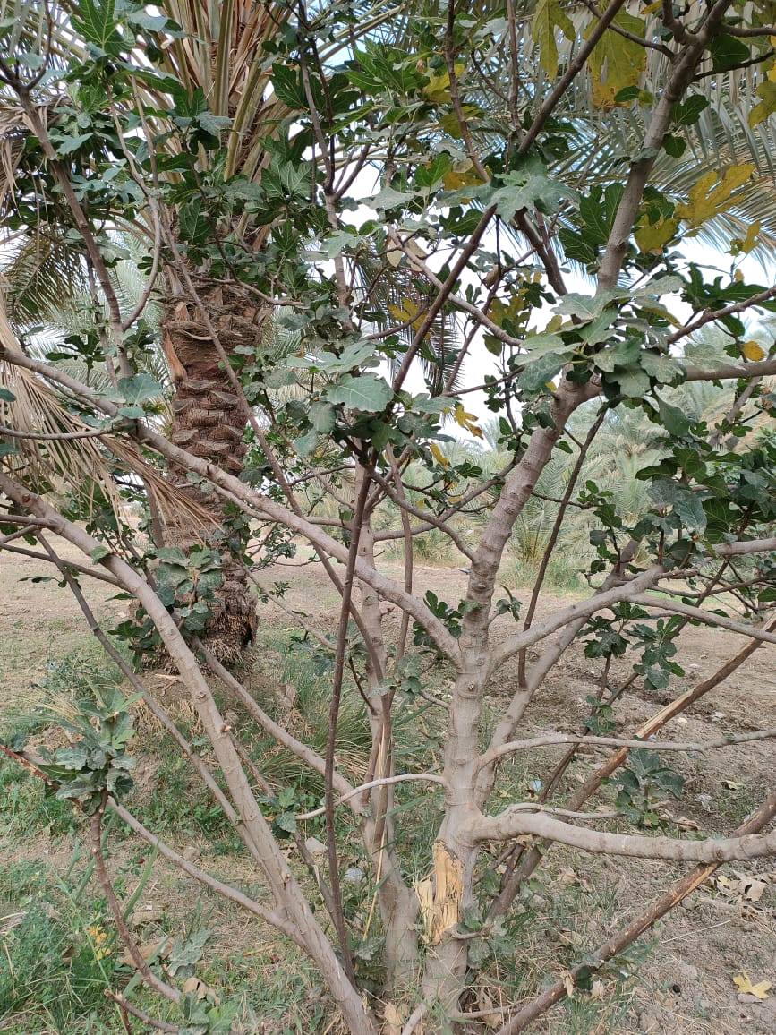 قطعة أرض مساحة 6 دونم طابو صرف خدمات كاملة تبعد عن الشارع 20 متر واجهة 40 نزال 600 / يوجد فيها 80 نخلة حمال واشجار تين 
الموقع بابل/ المسيب/ أراضي الناصرية / جامع الرسول الاعظم / مقابيل مدرسة العوفي مباشرة 
سعر الدونم 85 مليون وبيها مجال 
***********