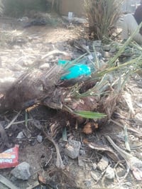 فسائل شكر • ناصريه الشوفه • نباتات