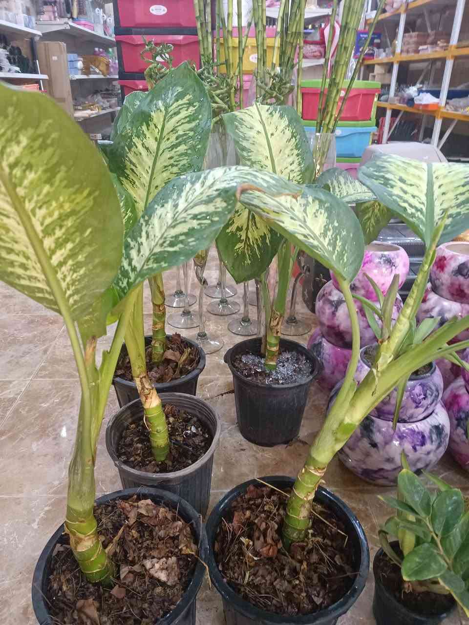 توفرت نباتات وبتموس
نبات💚💚💚💚💚
دفن باخيا حجم كبير
زامبيا
عصا موسى حجم 110
عصا موسى حجم 65
دوارق كاس⭐⭐⭐⭐⭐

دورق اعتيادي حجمين🌵🌱🍀🌿
🌿🍀🌱🌵
مجمع الحاجه ام مهيمن واولادها 
***********
@إشارة
