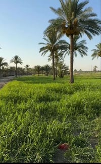 للبيع ارض زراعيه قرب كاظميه العلويه ال كتوم مساحه 28دونم مداور اسهم مز...