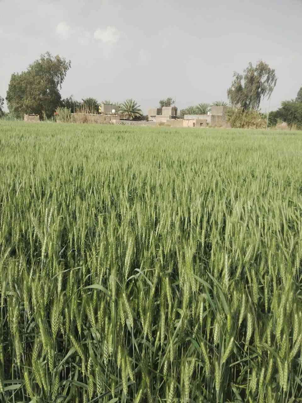 ارض للبيع ٢٤ دونم  طابو صرف بيها بيت ونهر مي متوفر  وطريق وكرهباء  رسمي على طريق حمزه شوملي ٨٠٠ متر عن شارع الشراي يتصل ***********
