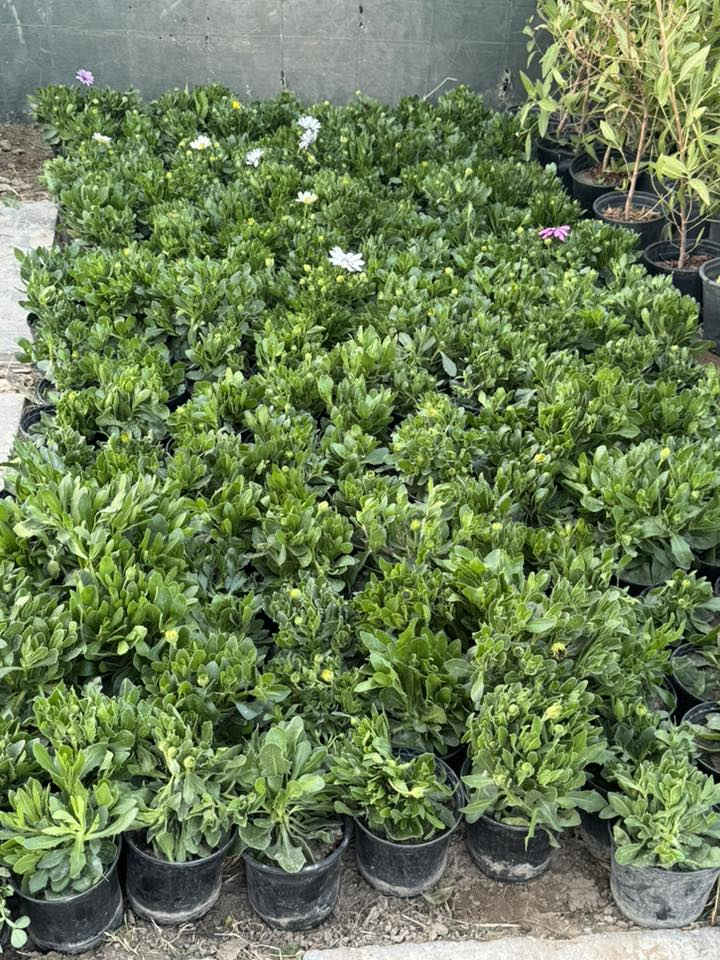 السلام عليكم
يتوفر جميع أنواع النباتات 
وجميع الورود 🌹
***********
