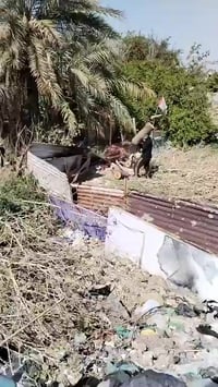 07708027282 @07801757123كادرمتخصص لقطع الأشجار والنخيل @الجميع