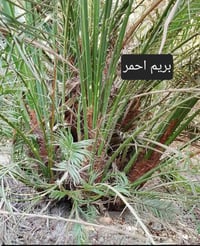 متوفر فسائل بريم سعره الوحده35 ومتوفر فسائل بلكه50 جوزي احمر 50  07756...