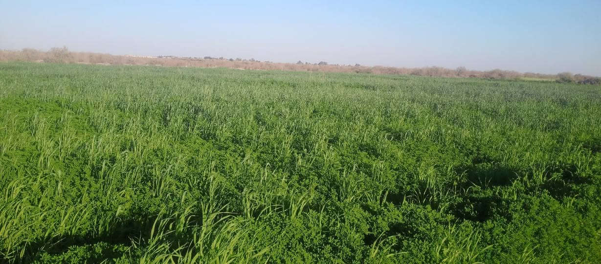 سلام عليكم توجد شروه 12دونم
حشيش جت وحنطه المكان الرفاعي طريق سيد احمد 
للتواصل ***********
