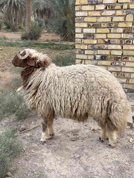 فحل للبيع مكاني حله السعر ٦٠٠ وبيه مجال ***********
