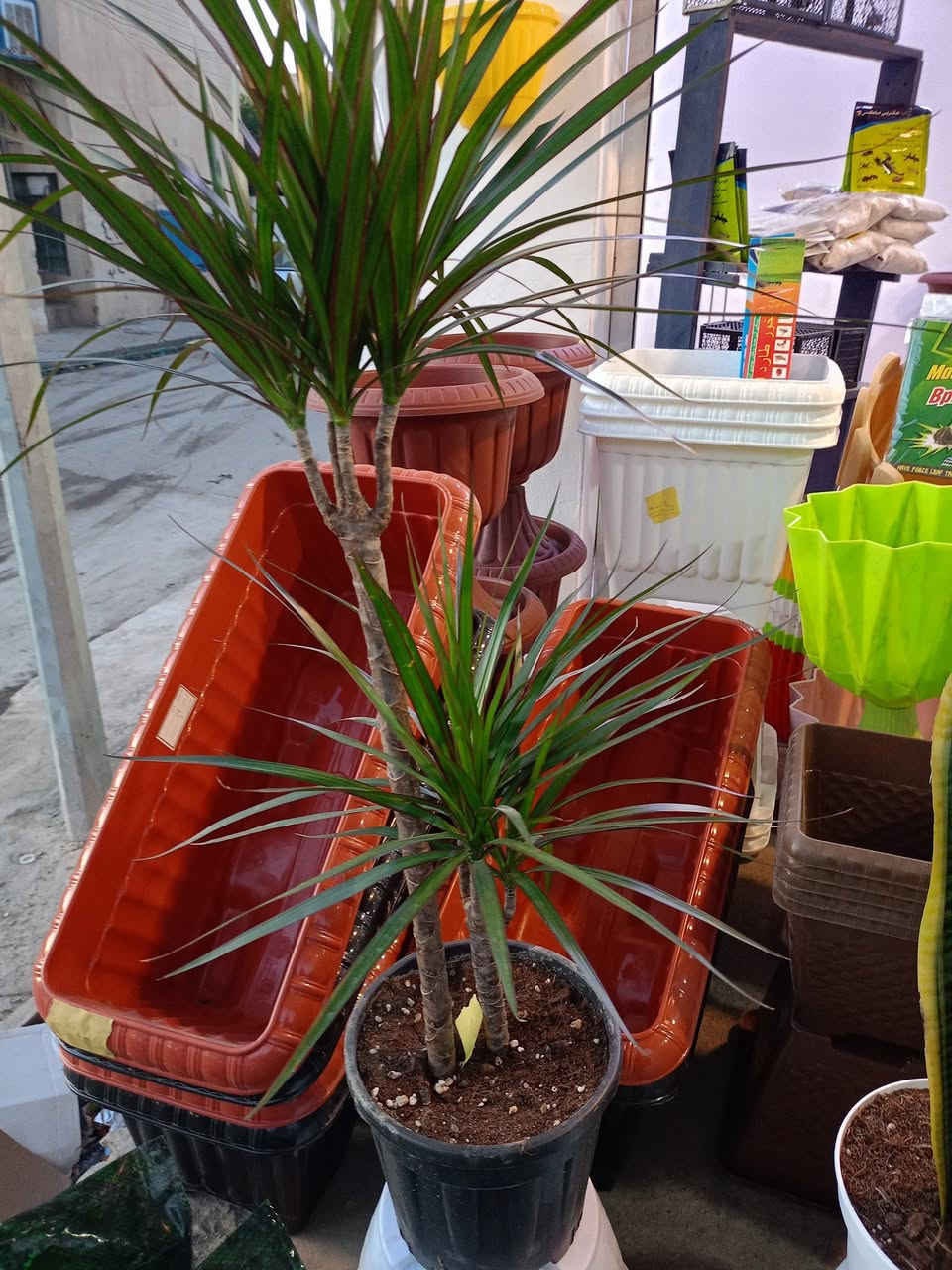 يتوفر لدينا انواع النباتات الظلية الطبيعية والسنادين والاشجار والورود الصناعية زورونا موقعنا الموصل السماح سايدين المشروع مقابل مجمع امورة للطلب يتوفر واتساب *********** أو مراسلة الصفحة جنات للنباتات الزينه
