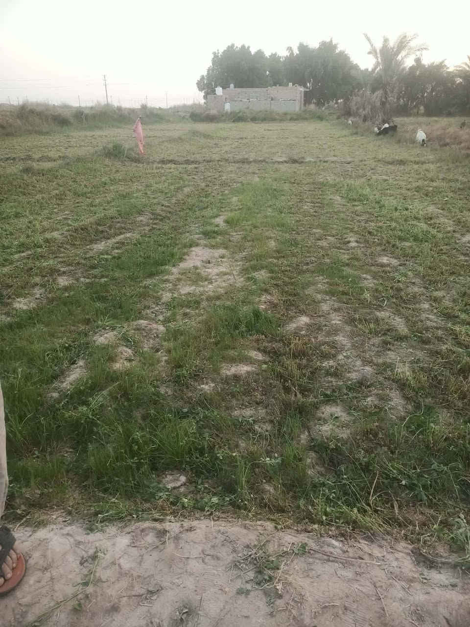 ارض زراعيه بين الشطره والغراف عله شارع العام قرب مطعم الامين
المساحه 9 دوانم بيها 4 بيوت 
والشط بصفها وماي من البوري رئيسي
 مدرسه قريبه
 كهرباء 
شارع سبيس ينزل عليه تبعد عن شارع العام 50 م
 بيها تقريبا 300 نخله كله محمل وخير من الله نخل بنواعه... وذا تريد بس ٥ دونمات نص هم اكو الدونم على ٥٠ مليون 
الاستفسار ***********
