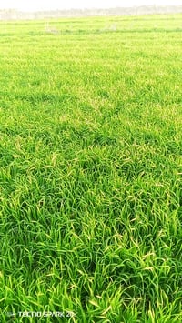 ألاما • ٤٠ دونم • ماء وكهرباء وتبليط