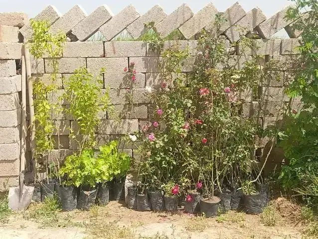 يوجد شتل 
جوري 
عنب 
توث 
على 1500


**إذا كنت صاحب هذا الإعلان وتريد حذفه لأي سبب، رجاءا أرسل رسالة إلى الدعم الفني**