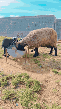 السَلٱمٌ عـَلـْيگمّ-ۈرحـْمّـٌة ٱللـّہ ﯙبُرگـّاتہ
شباب رقوث ام توم وراها خروف وفطيمه
مقوزات نعجه مال جنيه
السعر 675
المكان حديثه بروانه
***********
