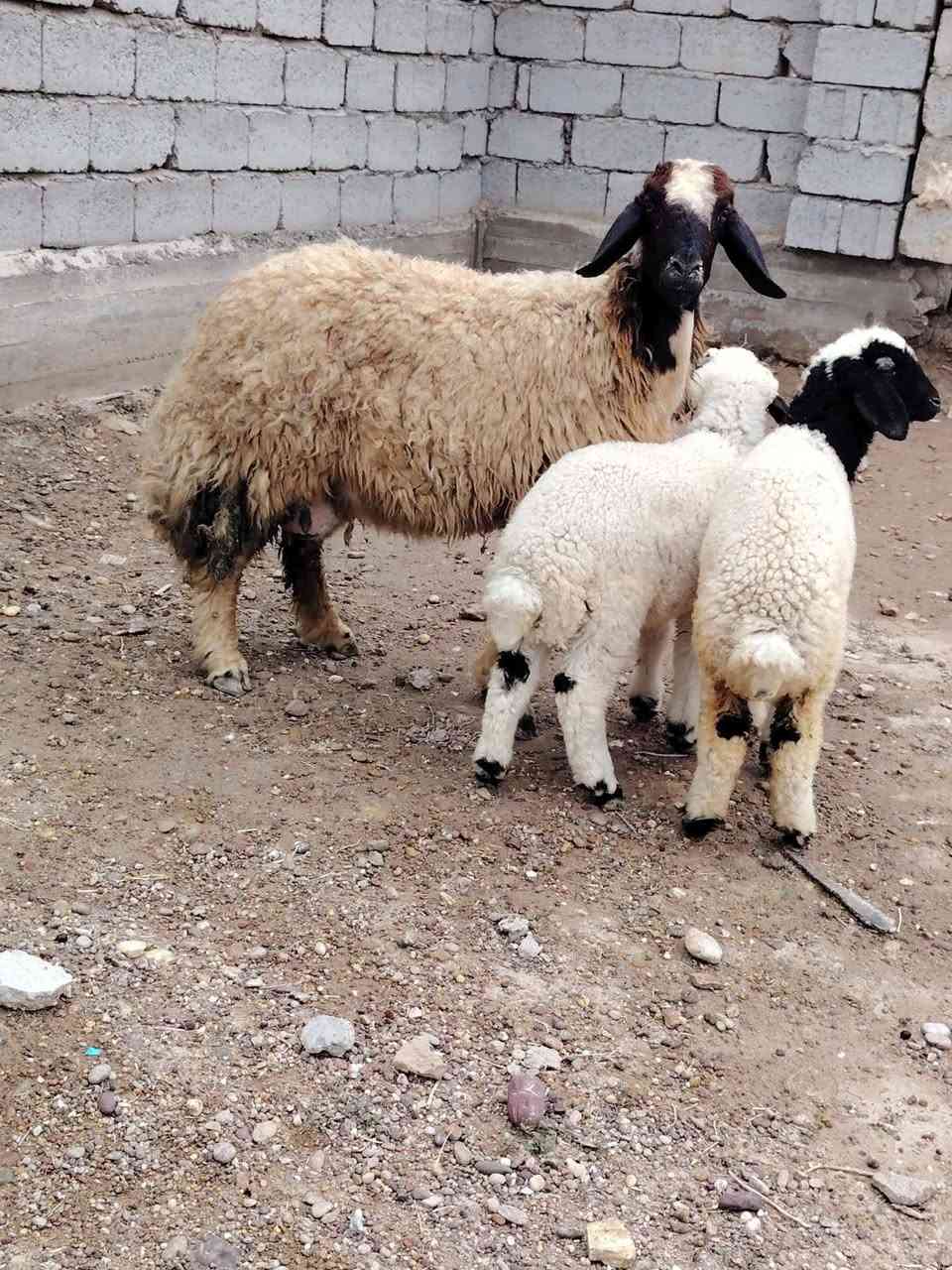 إسلام عليكم إخوان  نعاج ٢  توأمات إصايل مكفولات وراجين المكان بغداد التاجي خاص ماكو شراي يخابر  ***********      ***********
