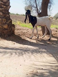 اخوان متاح صخله افغانيه واحد على واحد اول بطن وكافزه الي يردهة يعلق او...