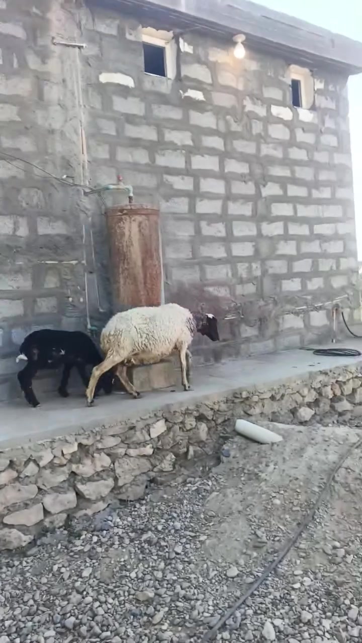 بسم الله ما شاء الله تبارك الله متاحا نعاج اثنين تفاصيل داخل الفيديو المكان زويه ناحيه الفرات قرب قضاء هيت جزيره البونمر سعر 625 وبيهن  مجال للشراي *********** اتصل يوجد وتساب
