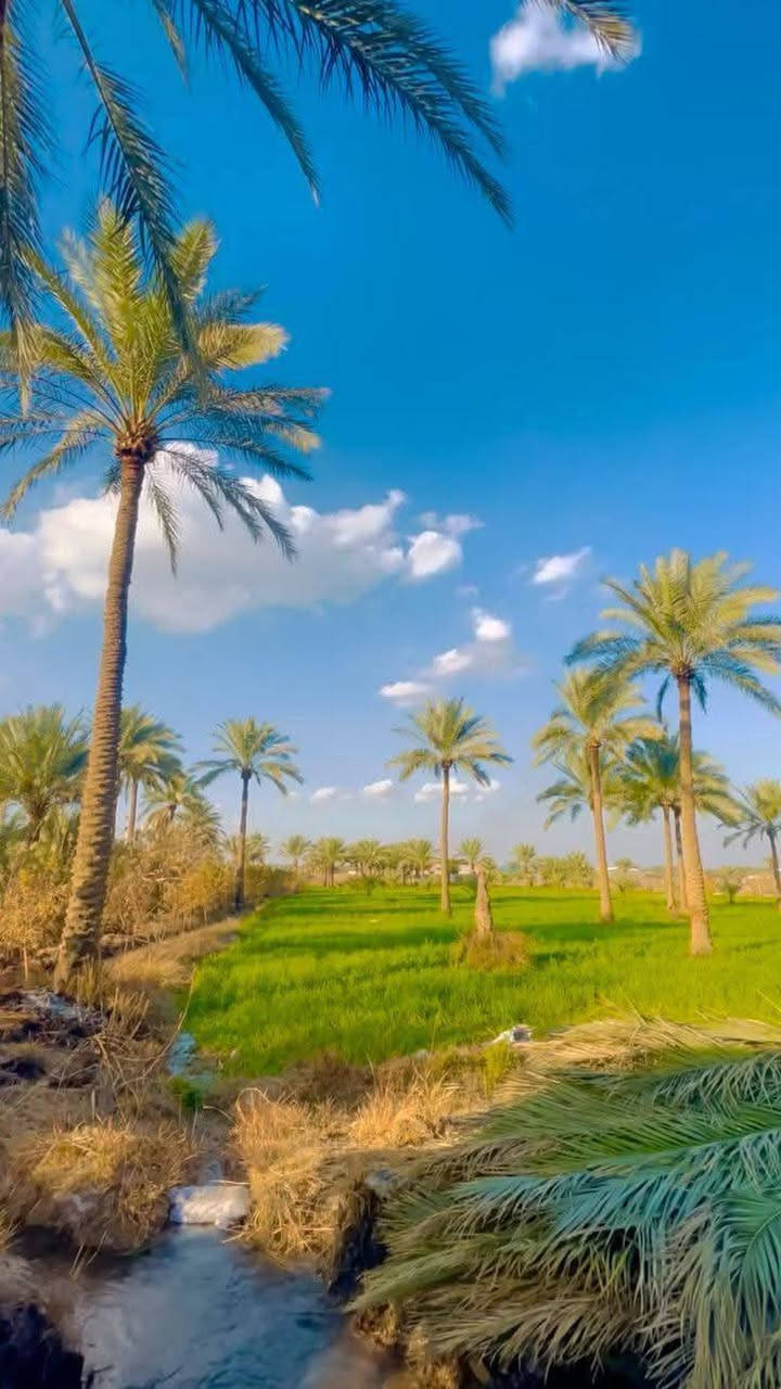 5 دوانم لأصحاب الإمكانية القليله
السعر 9 مليون للدونم الواحد 
اتصال واتساب بلرقم ***********
على شارع 10 متر تباع حسب الطلب
تبعد عن السوك وبنات الحسن 12 دقيقه
تاجي سبع البور منطقة الشيخ عامر بلعيساويه
عبور جسر الرعود الجسر الثاني جاهزات من كلشي
تبعد عن سبع البور 15 دقيقه
جنس الارض طابو زراعي سند 25
وشرط ما تدفع ولا فلس آلة بعد فتح بيان بطابو
تلفو*********** متوفر واتساب
