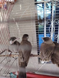 بلبل لبيع مكان يوسفيه لشراي يجي خاص او يتصل عل رقم   07808089072