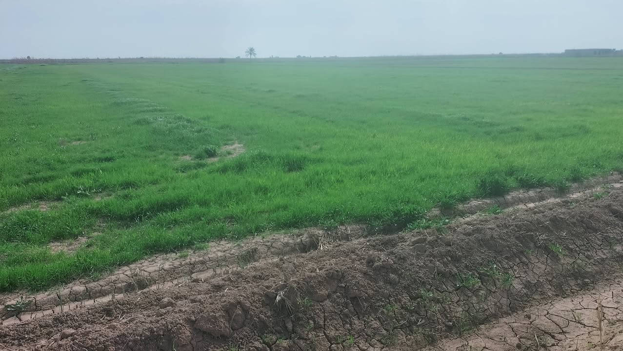 السلام عليكم
جاير البيع الكوت قضاء الاحرار منطقة صدر حوار 

20 دونم البيع وهاذ رقمي ***********
