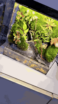 اكتشف الغابة الاستوائية… داخل بيتك! 🌿

انسَ ضجيج العالم، واغمر نفسك في هدوء الطبيعة.
استمتع بجمال الغابات المصغّرة بتصميم فني يأسر الأنظار.
كل تفصيل فيها… قطعة من الجمال الحيّ. 🌱

✨ احجز تصميمك الآن ✨
📩 تواصل معنا وخلّي الطبيعة تدخل بيتك
***********
