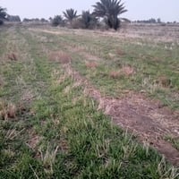 غرب النجمي • ٨ دونم • كهرباء موجودة