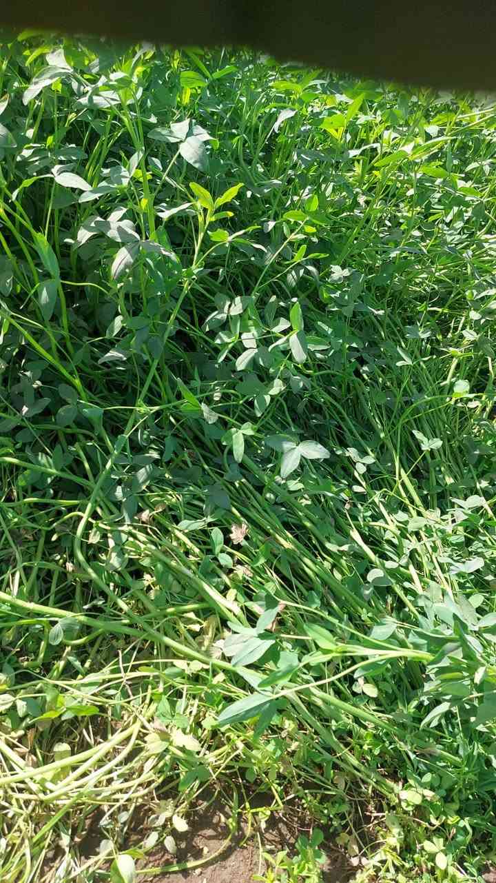 اللي عايز علف نظيف بقيمة غذائية أعلى… يبدأ من الأرض صح 👨🏻‍🌾✨
📍 المساحة: 1 فدان 
🌱 المعاملة: مركب نوفابلس برسيم
🚫 بدون أي كيماويات
النتيجة؟
✔ طول العود من 125 لـ 130 سم
✔ سمك عود ممتاز وتحمل قوي
✔ نسبة بروتين عالية وجودة واضحة في النمو
✔ لون أخضر صحي يعكس تربة متزنة وحيوية شغالة تحت الأرض


**إذا كنت صاحب هذا الإعلان وتريد حذفه لأي سبب، رجاءا أرسل رسالة إلى الدعم الفني**