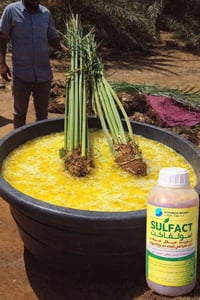 سولفاكت • بولي كبريتيد البوتاسيوم • نخيل