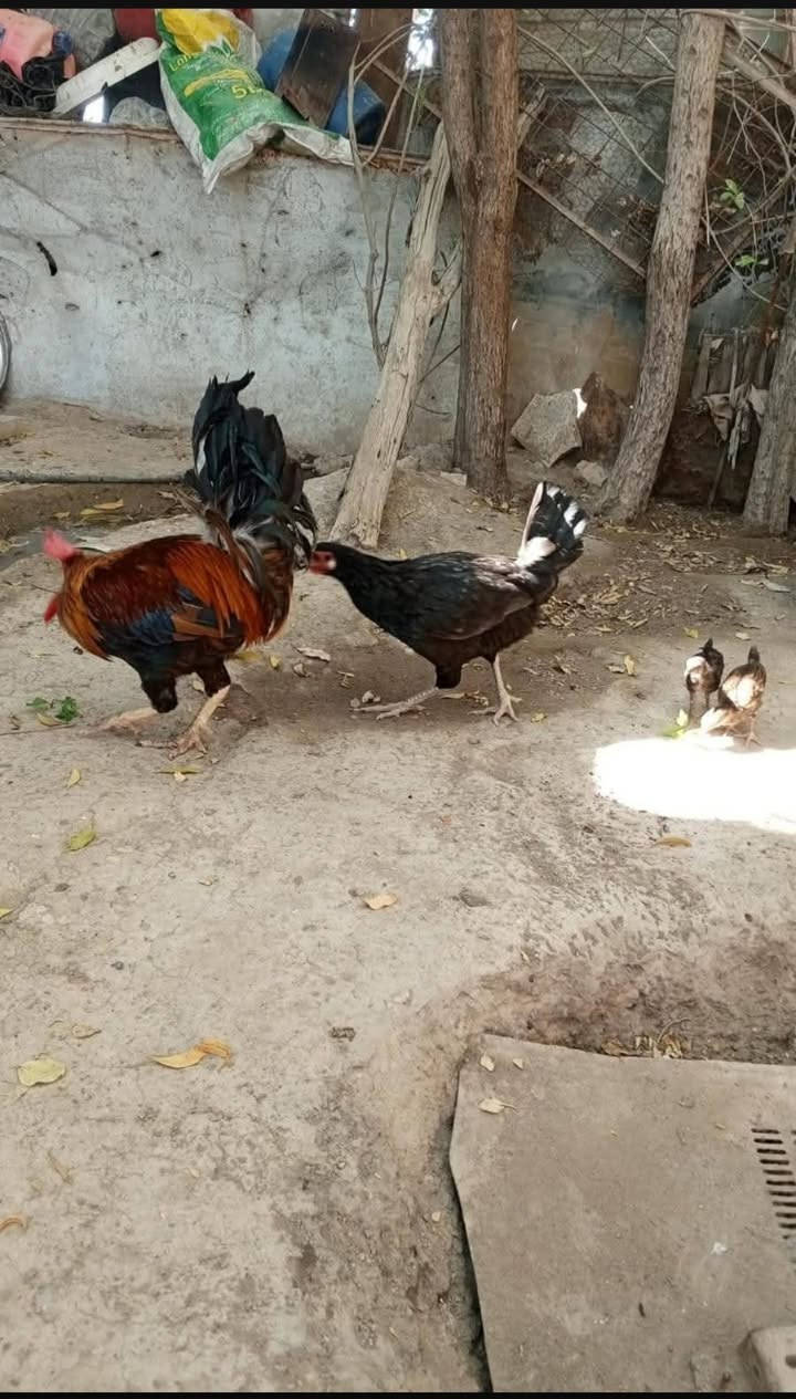 ديج ودجاجة مع ٢ افراخ للبيع


**إذا كنت صاحب هذا الإعلان وتريد حذفه لأي سبب، رجاءا أرسل رسالة إلى الدعم الفني**