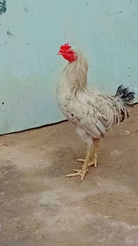 للبيع • غير محدد • اعلان