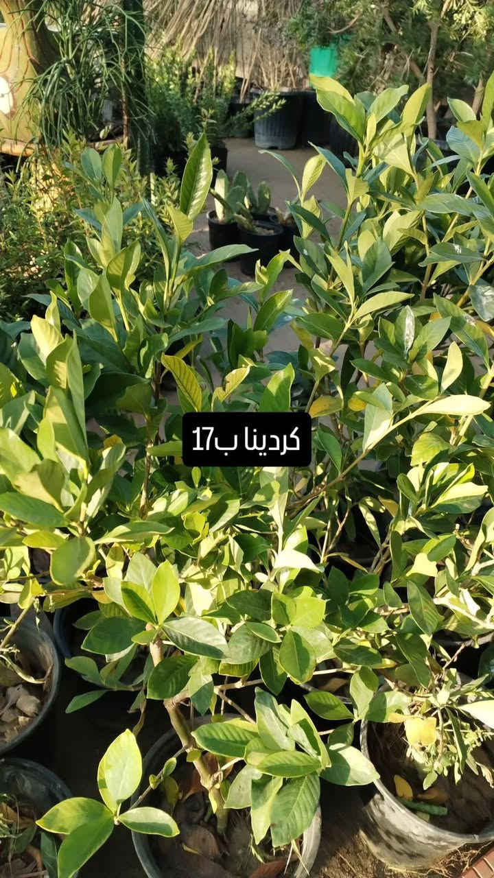 يالله يارزاق المشتل الصغير مستعدون لترتيب وتنظيم الحدائق للحجز والاستفسار ***********
