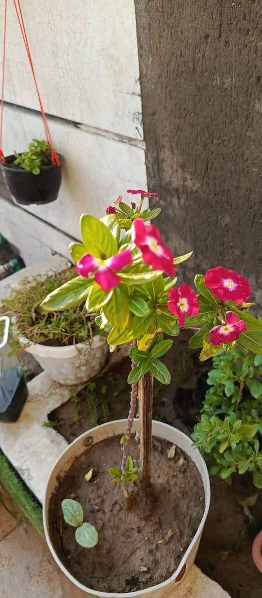 نباتات للبيع


**إذا كنت صاحب هذا الإعلان وتريد حذفه لأي سبب، رجاءا أرسل رسالة إلى الدعم الفني**