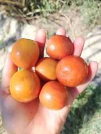 وبركاته للتطعيم بكافه انواعه التفاحي العادي والتفاحي التجاري الزيتوني ...