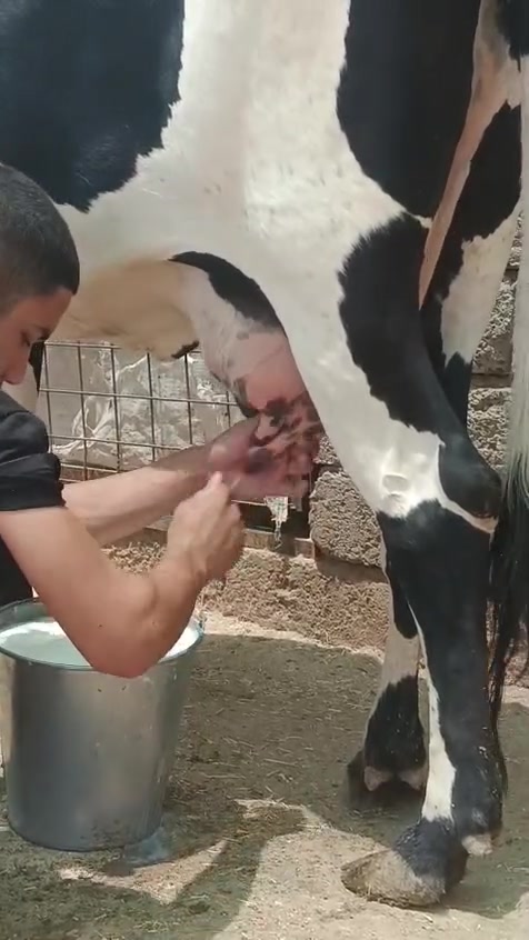 السلام عليكم بكره رغوث ع كل عيب وراها حوليه درجه اولى رقم واحد حليب ودسامه فول حليبها خير من الله حلال فاخر ضالمها التصوير المكان الشرقاط قرية شكرا ***********
