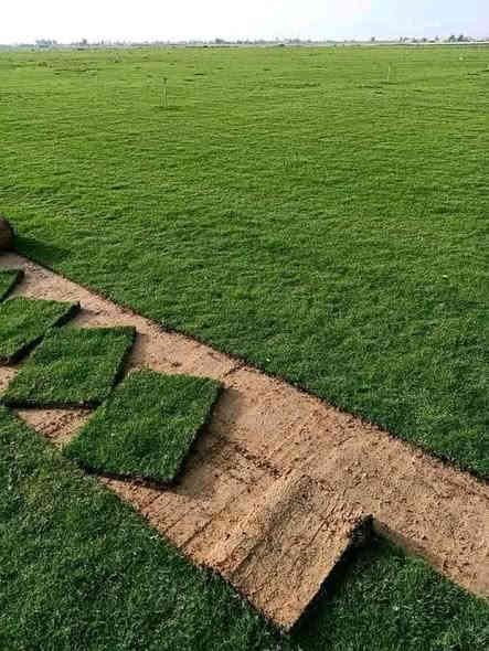 متوفر عدنا كافة انواع الثيل الطبيعي
(الامريكي – الهندي – الايطالي – الفرنسي)

كادر مختص بالتجهيز والزراعة ويخدم كل احتياجاتكم:
للمشاتل 🌴
للدوائر الحكومية 🏦
للمنازل والحدائق 🏡
وللمنتزهات والمشاريع الكبيرة 🏄

وتتوفر خدمة توصيل سريعة لكل محافظات العراق 🚕🚕

للاستفسار والتجهيز تواصلوا معنا، ونضمن لكم افضل نوعية وثيل درجة اولى وبسعر مناسب.

 ***********
***********
