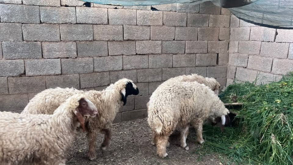 اللهم صلِّ على محمد وآل محمد 🌿

للبيع:

خمسة طليان (أنثى واحدة + أربعة خرفان).

ما شاء الله، شرط الصحة والنظافة، والحلال مثل ما تشوفون بالصور.

📞 للاستفسار:

*********** واتس أب 

مكلّف بالنشر
