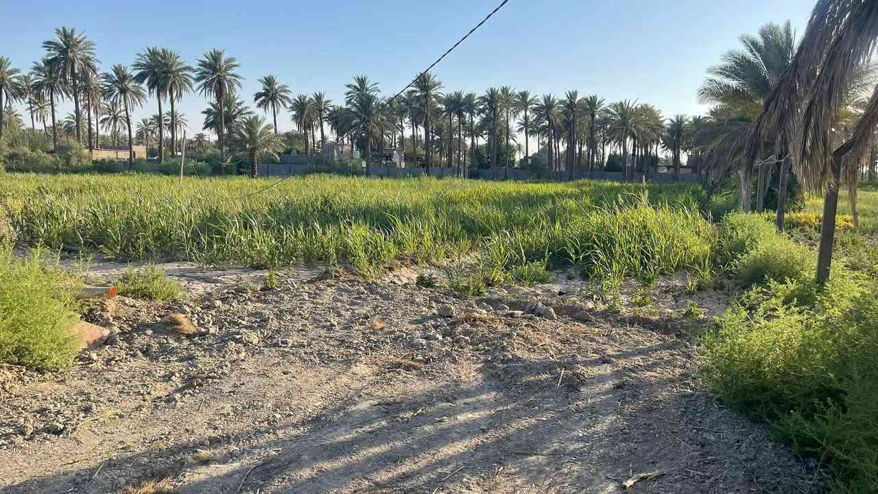 دونم طابو 25 سند تحويل كافه المساحات اسهم باسمك في كربلاء شارع ام ام البنين منطقه  ￼￼الزبيليه   كافه الخدماللمعلومات اتصال/*********** /📞***********
 سعر الدونم100مليون
