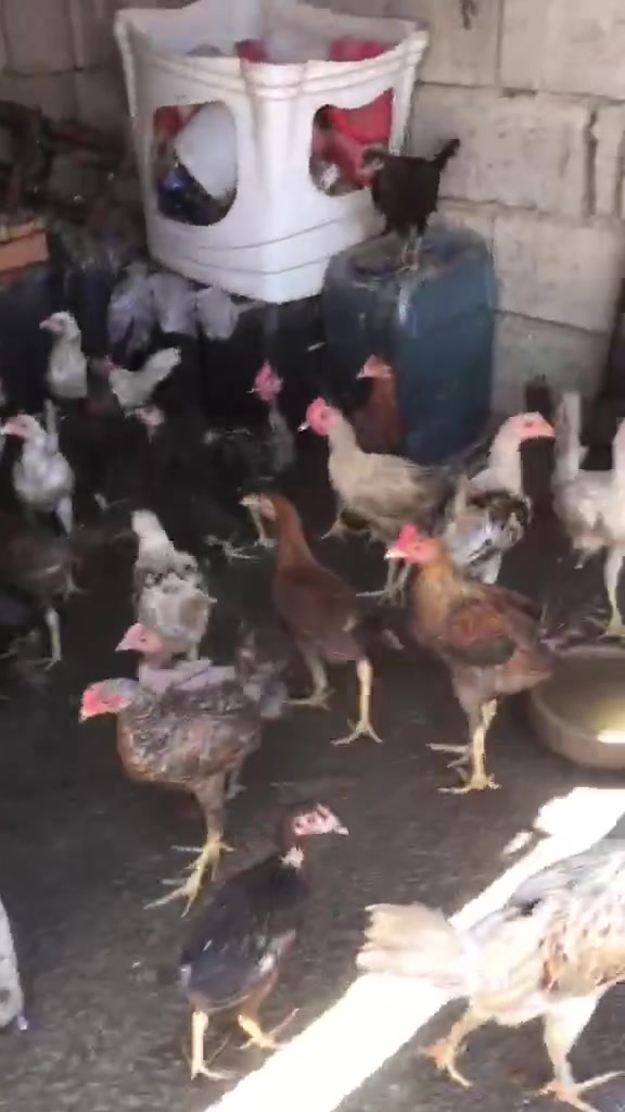 سلام عليكم
دجاج للبيع الزوج عله 14 مشالله صحتهن جيده


**إذا كنت صاحب هذا الإعلان وتريد حذفه لأي سبب، رجاءا أرسل رسالة إلى الدعم الفني**