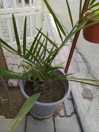 نجف • حديقة • أكاسيا مصرية